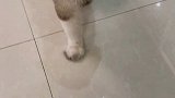 身上臭臭的，脾气更臭臭的……还好有你小壳