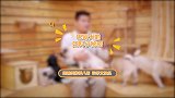 巴哥犬的妇科小秘密你知道吗