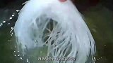 试试这个菠菜拌粉丝，清脆爽口，好吃又下饭