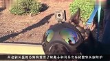 给狗狗戴的头盔见过吗戴上后二哈也能霸气侧漏，一起见识下