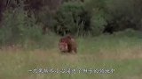 300斤黑熊误闯狮子领地，狮子“大开杀戒”，镜头记录全过程！