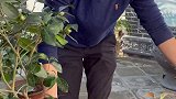 我真希望叨乐不是故意的老房改造 萌宠 田园生活 乡村小猫咪能有什么坏心眼