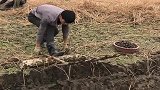 江西大叔自家种的马蹄，生长在土里的水果大家见过吗