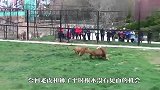 幼虎趴在地上晒太阳，一头母狮瞬间袭击，请忍住别笑