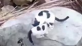 一看就是亲生的，不乖立马上手揍
