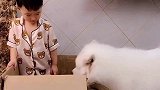 小主人向萨摩耶求救，狗狗主人别怕，有我呢，太暖心了