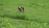 【雪猴】日本猕猴可爱的新生猴子，小日子过得真滋润