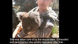 溜到家里后院的考拉宝宝，太可爱了