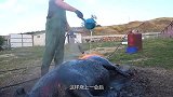 “祖传”杀猪户处理肥猪，先烧黑再刮皮，拿刀一切真顺畅！