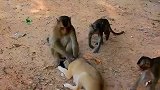 猴子按住小狗欺负，小狗找来同伴报复