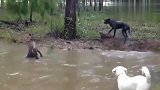 比特犬与袋鼠水中作战，头被袋鼠强按水中