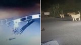 印度一群狮子晚间到一公司前漫步 保安吓得丢下椅子逃跑