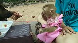 丫丫做姐姐了太称职了，每天要照顾小猴子，都不跟狗子打闹了