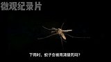 雨滴会把蚊子砸死吗？看完直接真相了！