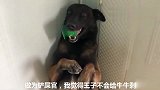 金毛想偷酸奶，让马犬把主人引开，马犬被主人发现，成了替罪羊