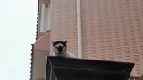 不准笑！不准笑猫猫长相差了点但气质不能输