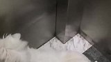 狗子:我去二楼,快给我按下!