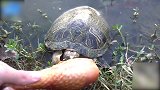 村民干活时抓到一只大龟 本以为是保护动物 专家却警告：不能留