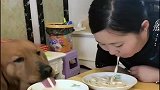 主人和金毛比赛吃面条, 结果被完败