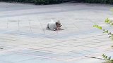 狗子的快乐原来这么简单
