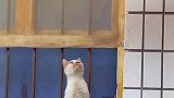 女子家晒香肠馋坏小猫