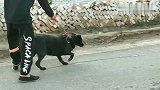 五个月的狗第一次出来溜，看着就凶猛，看这兄弟两个。