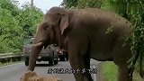 霸道的大象守在路边，疯狂袭击过往车辆，知道真相后却忍不住笑了