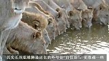 长颈鹿雄狮：外号“自信哥”，单挑之王，带领狮群霸气十足(1)