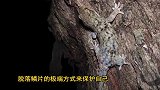 神奇新物种壁虎长有坚硬鳞片，被咬掉还能再生