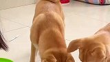 给狗子做了菠萝帽，它们戴上了之后就不敢动了