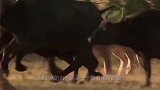 狮子的天敌出现了，身高3米却吃素，一脚就能把狮子给“踢爆”！