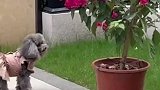 7岁泰迪踮起脚尖站立，围着花盆看蝴蝶