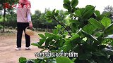 农村的苘麻浑身是宝，果实好看好吃好玩，它的用途可了不得