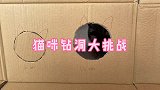 猫咪钻洞大挑战，事实证明脑子确实是个好东西！