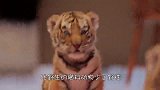 老虎见奶爸给豹子喂奶，吃醋了，老虎：说好的，我是你的小可爱呢