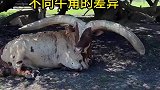 原来不同牛的牛角差别竟然这么大