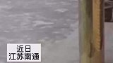 小狗眼睁睁地看着狗窝被吹跑，狗没通知今天搬家啊