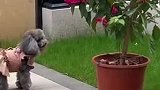 泰迪踮起脚尖站立围着花盆看蝴蝶，平时它也不把自己当成狗