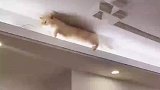 这是特意修的猫跑道吗，天然的鸡毛掸子