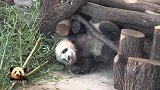 熊猫宝宝梦想使出洪荒之力给大家卖萌，眼神儿里全是戏，好可爱