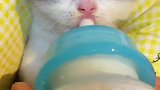 这小猫咪也太听话了吧