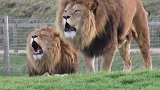 如果被狮子袭击应该怎么办？