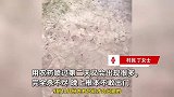村庄每晚莫名出现虫子，村民：喷农药后第二天还会有，附近有汉代古墓