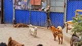 狗子翻越护栏试图越狱，狗主人在背后目睹这一切