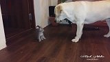 主人带回一只小奶猫，没想到家里的拉布拉多犬竟然母性大发