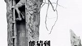 远看就是一棵枯死的老树，实际内藏乾坤