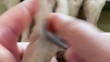 鸡爪原来是这样脱骨的，好娴熟啊