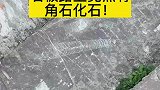 珍贵的角石化石竟然就在石板路上，希望看到它的朋友们可以避开