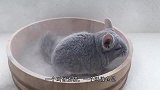 龙猫和仓鼠分别放到转盘上，反差太大了，仓鼠简直把人笑傻了