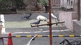 乌鸦是不是把猫尾巴当作毛毛虫了，鸟在咬尾巴